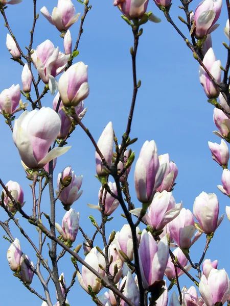 stock image Magnolia