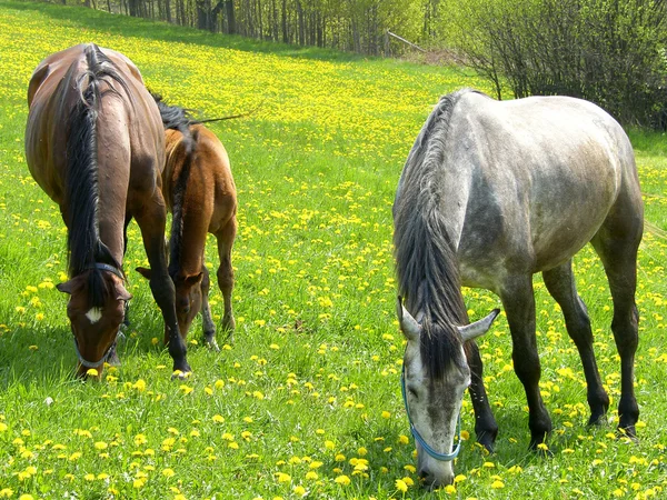 stock image Horses