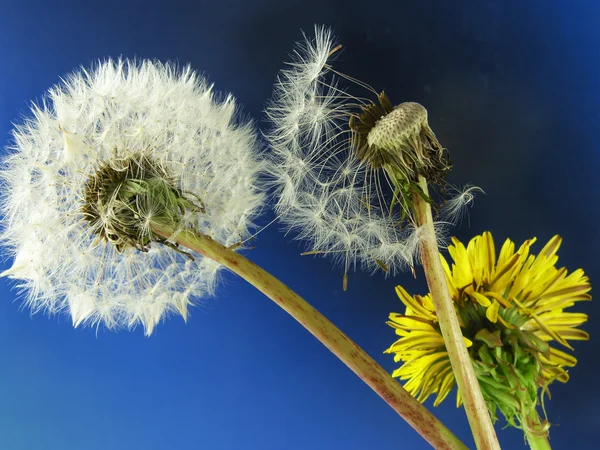 stock image Dandelion