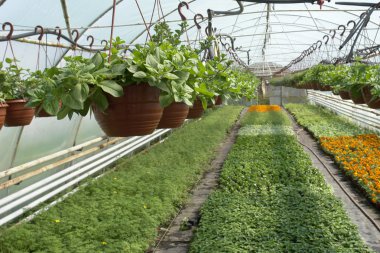 çiçekler sera içinde