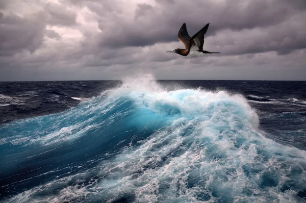 Onda do mar e gaivota — Fotografia de Stock