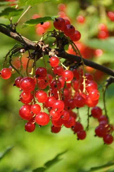 stock image Currant