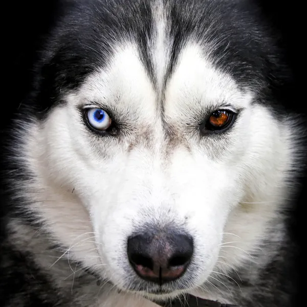 Retrato Husky — Fotografia de Stock