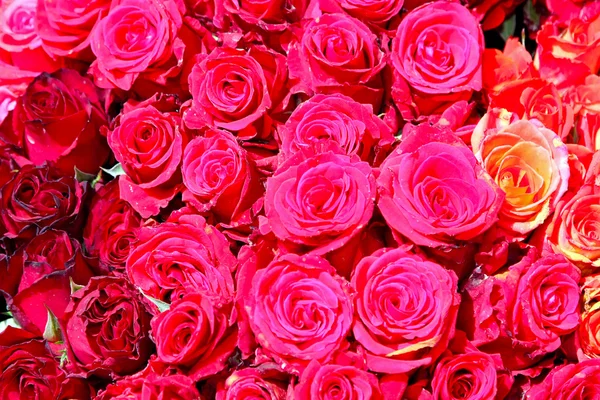 Rose rosa — Foto Stock