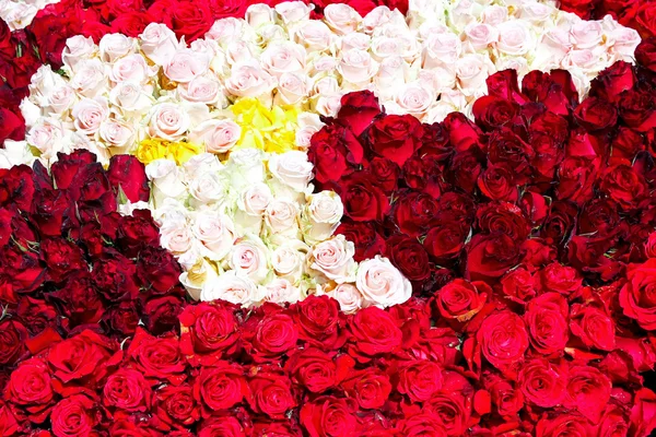 Sortimento de rosas — Fotografia de Stock
