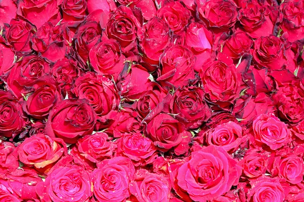 Kırmızı güller — Stok fotoğraf