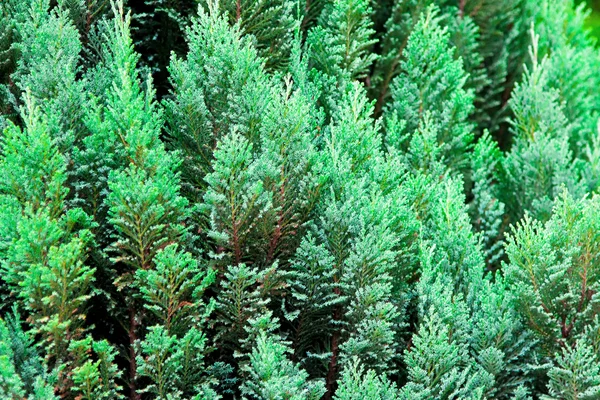 Evergreen background — Stock Photo, Image