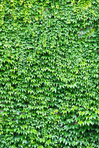 나뭇잎 벽 — 스톡 사진