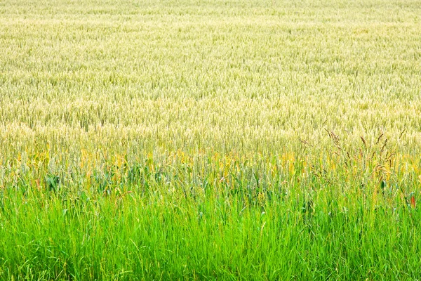 Wheat crops — Stock Photo, Image