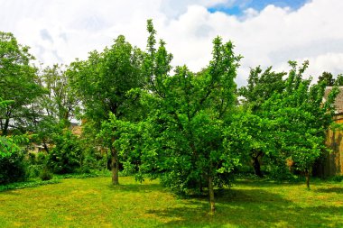 yeşil bahçe