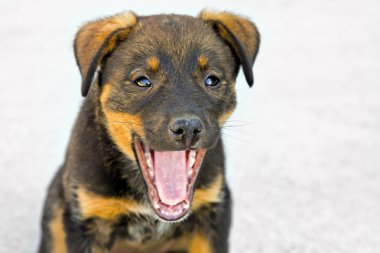 esneme köpek yavrusu