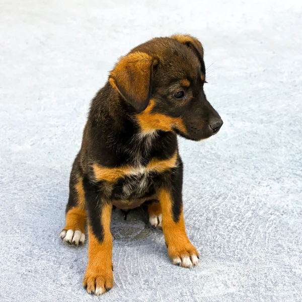 Yalnız köpek yavrusu — Stok fotoğraf