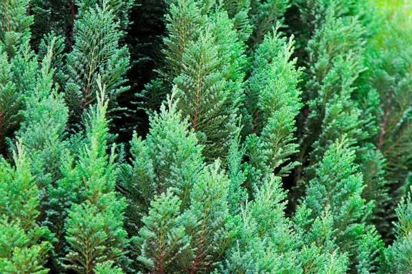 Evergreen texture — Stock Photo, Image