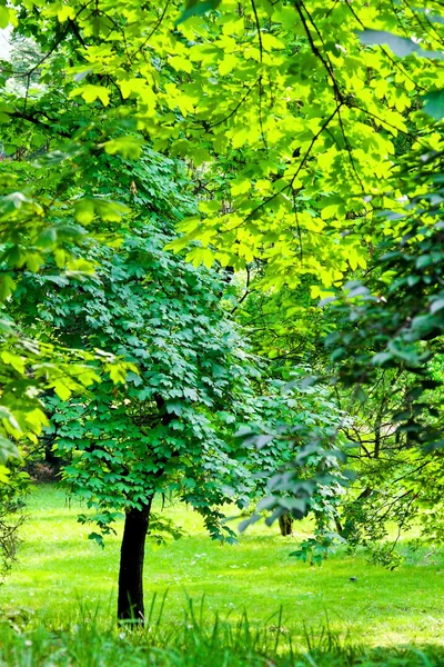 Árbol verde — Foto de Stock