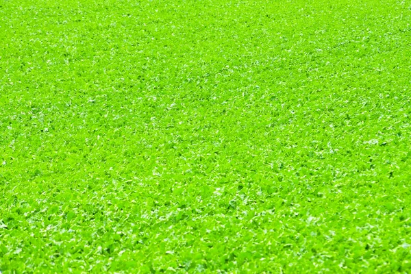 Pole zielone — Zdjęcie stockowe