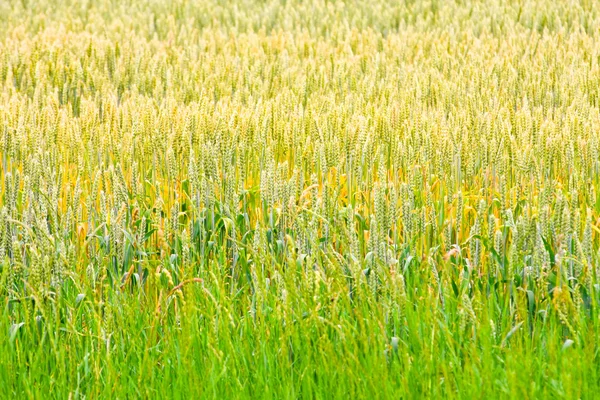 小麦作物 2 — 图库照片