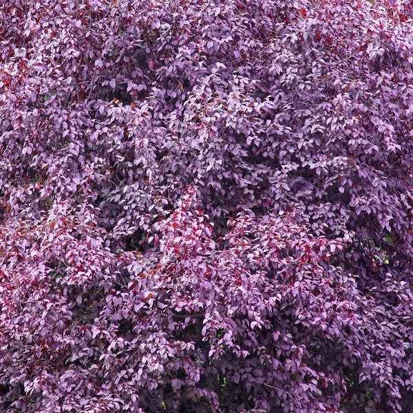 Пурпурные листья — стоковое фото