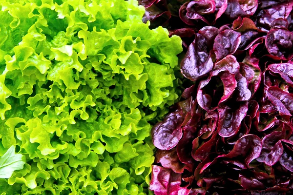 Téli saláta — Stock Fotó