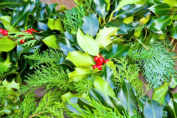 Sprig of holly — Stock Photo, Image