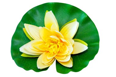 Yellow water lily clipart