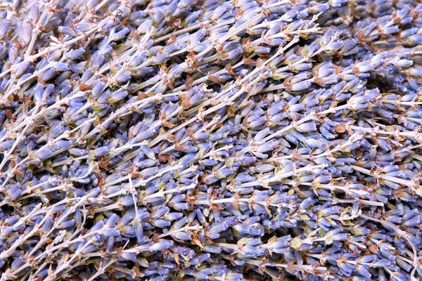 Lavender pattern — Stock Photo, Image
