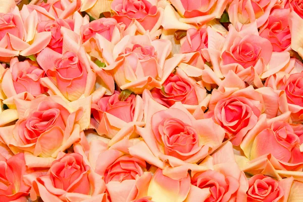 Růže pozadí — Stock fotografie