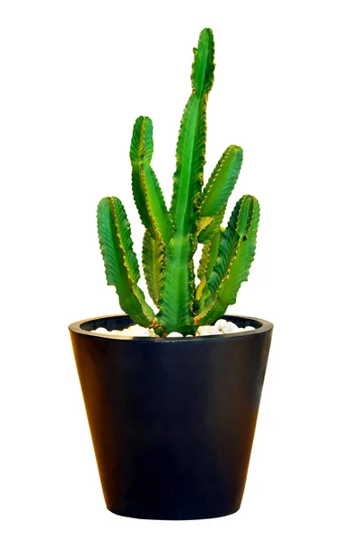 Cactus grandes — Foto de Stock