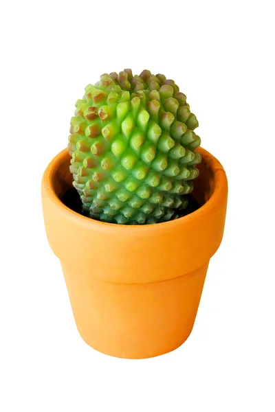 Kaktusz elszigetelt — Stock Fotó