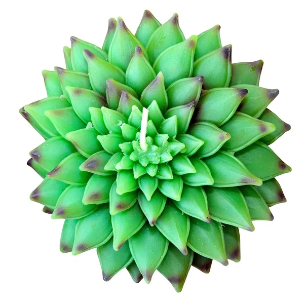 Zelená lotus izolované — Stock fotografie