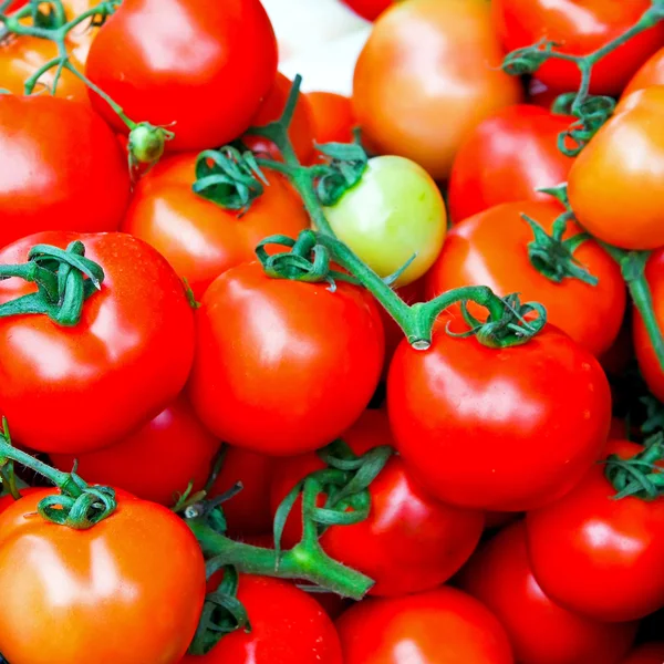 토마토 덩굴 — 스톡 사진