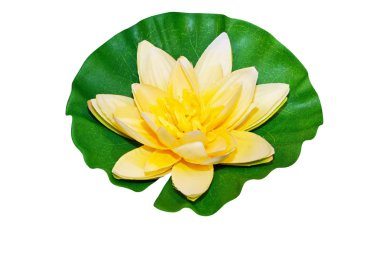 Water lily isolated clipart