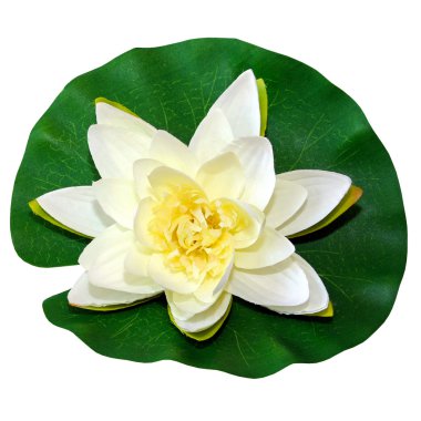 White water lily clipart