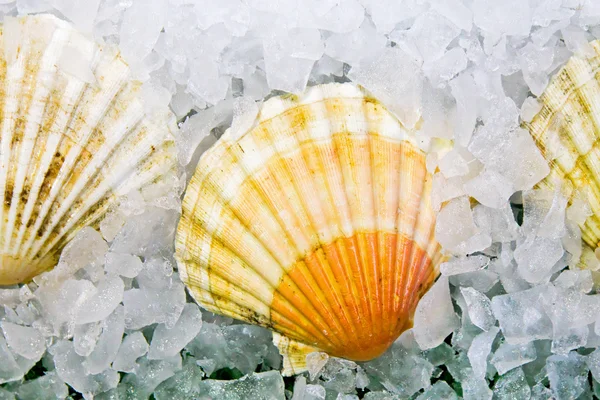 Shell on ice — Stock Photo, Image