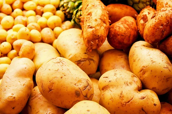 Різні картопля — стокове фото