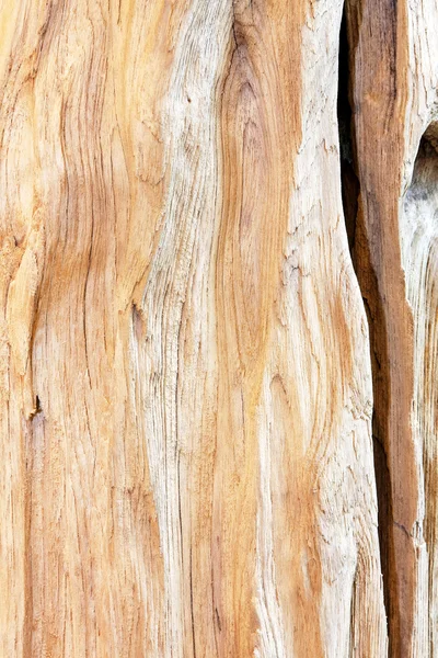 Legname di tronco grezzo — Foto Stock