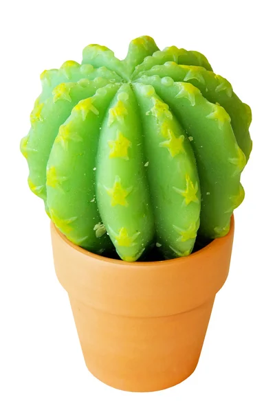 Cactus estrella —  Fotos de Stock