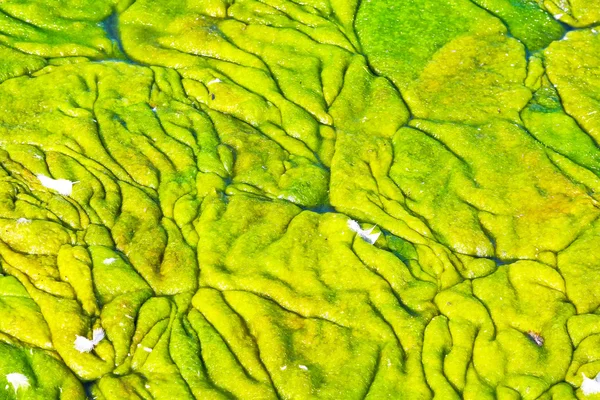 藻类 — 图库照片