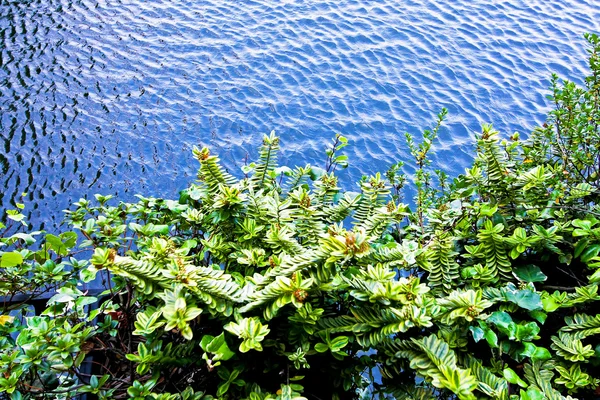 Pflanzen und Wasser — Stockfoto