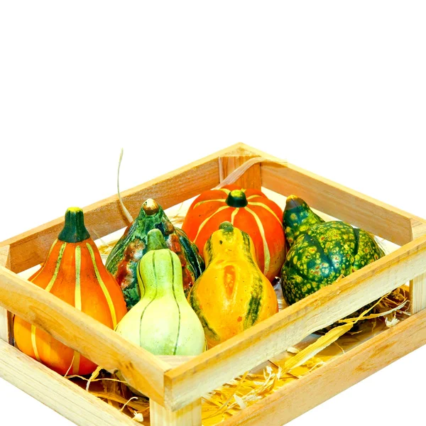 Melony, rosliny basztanowe w skrzyni — Zdjęcie stockowe