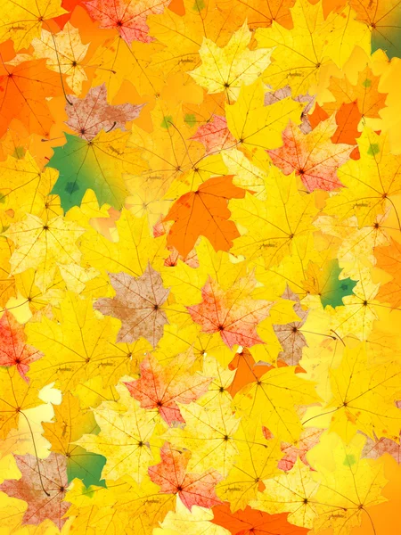 Stock image Autumnal leaves