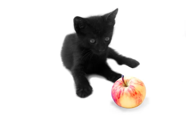 Kis fekete macska — Stock Fotó