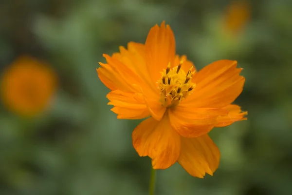 Blume im Garten — Stockfoto
