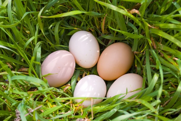 stock image Five eggs on green grass