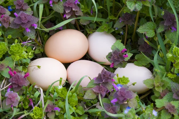 Five eggs on green grass — Stock Photo, Image