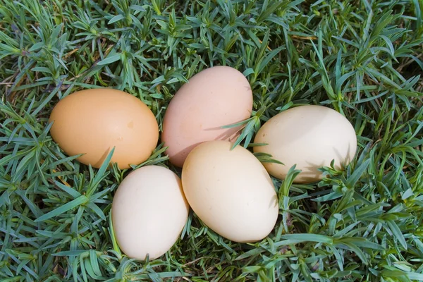 Pět vajec na zelené trávě — Stock fotografie