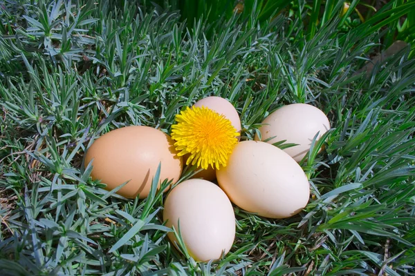Five eggs on green grass — Stock Photo, Image