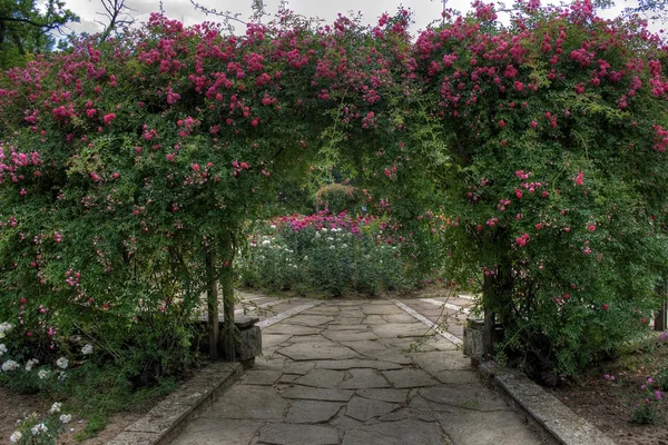 장미 골목 — 스톡 사진