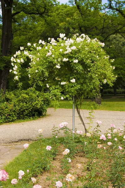Ogród różany — Zdjęcie stockowe