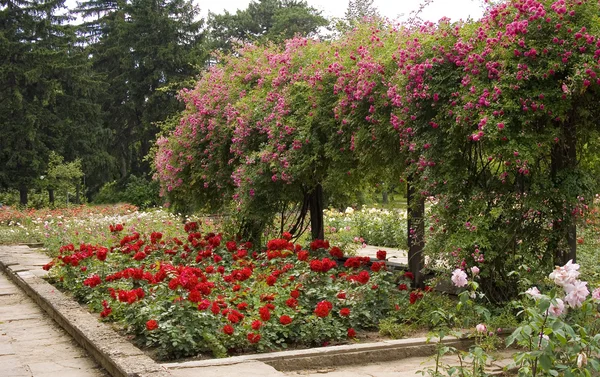 Rose garden — Stock Photo, Image