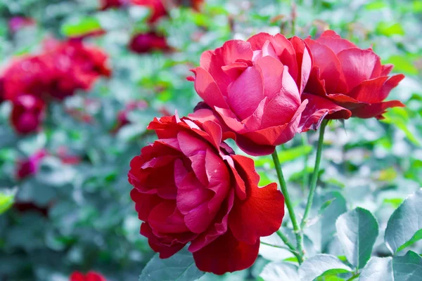Roses — Photo